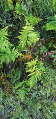 Pteridium aquilinum