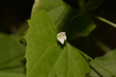 Zehneria cunninghamii