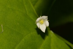 Zehneria cunninghamii
