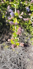 Ceanothus leucodermis