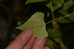 Zehneria cunninghamii