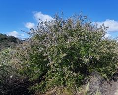 Ceanothus leucodermis