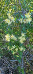 Clematis pauciflora