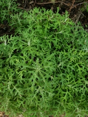 Eriophyllum staechadifolium