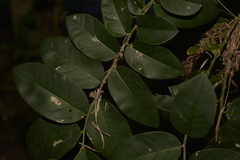 Capparis arborea