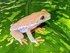 Agalychnis callidryas