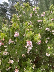 Arctostaphylos virgata