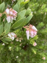 Arctostaphylos virgata