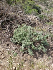 Eriophyllum staechadifolium