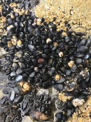 Mytilus trossulus