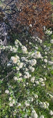 Ceanothus verrucosus