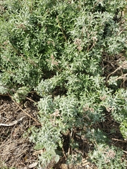 Eriophyllum staechadifolium