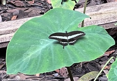 Lepidoptera