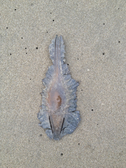 Callorhinchus milii