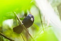 Cyanoloxia cyanoides