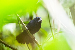 Cyanoloxia cyanoides