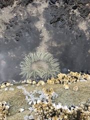 Anthopleura elegantissima