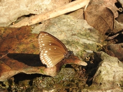 Euploea klugii