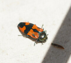 Castiarina delectabilis