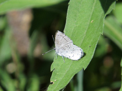 Celastrina echo