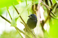 Cyanoloxia cyanoides