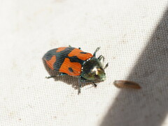 Castiarina delectabilis