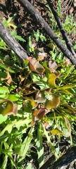 Claytonia parviflora