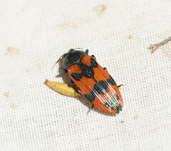 Castiarina delectabilis