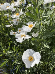 Romneya coulteri