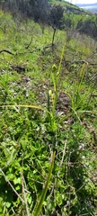 Toxicoscordion fremontii