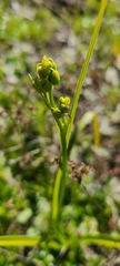Toxicoscordion fremontii