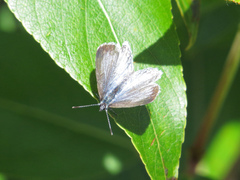 Celastrina echo