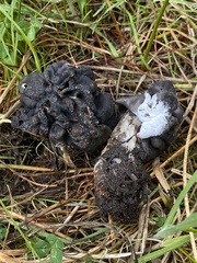 Hypomyces cervinigenus