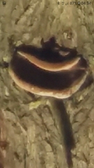 Nigroporus vinosus