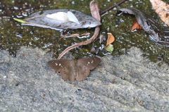 Seseria formosana