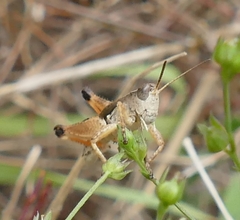 Phaulacridium vittatum