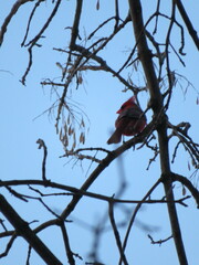 Cardinalis cardinalis