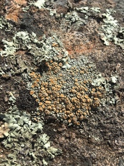 Rhizoplaca subdiscrepans