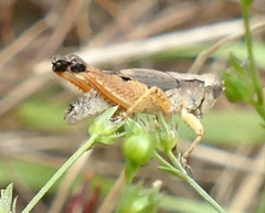 Phaulacridium vittatum
