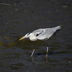 Ardea cinerea