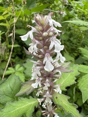 Ajuga taiwanensis