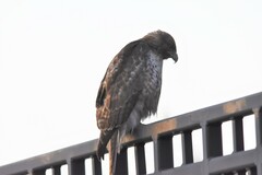 Buteo jamaicensis