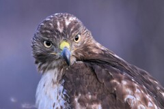 Buteo jamaicensis