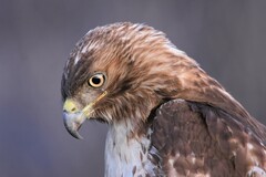 Buteo jamaicensis