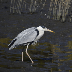 Ardea cinerea
