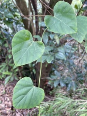 Pericampylus glaucus