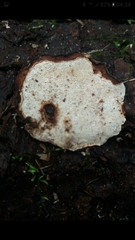 Fuscopostia fragilis