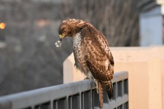 Buteo jamaicensis