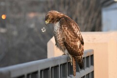 Buteo jamaicensis