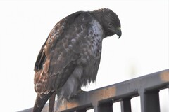Buteo jamaicensis